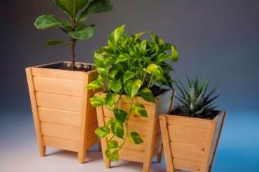 Dekoratif Ahşap Saksı Fındık